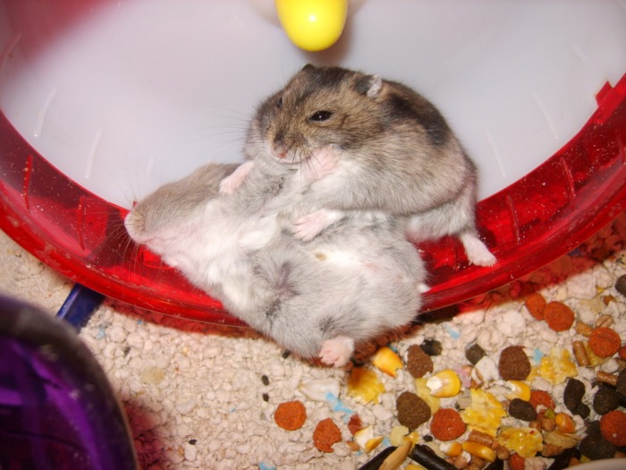 Dwarf Chinese Hamster Diet List