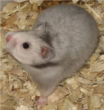 syrian hamster grey
