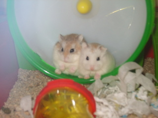 Dwarf Hamster Lifespan - How Long Will Your Dwarf Hamster Live
