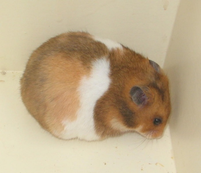 Blue Streak Hamsters - ABOUT THE SYRIAN HAMSTER The Syrian Hamster