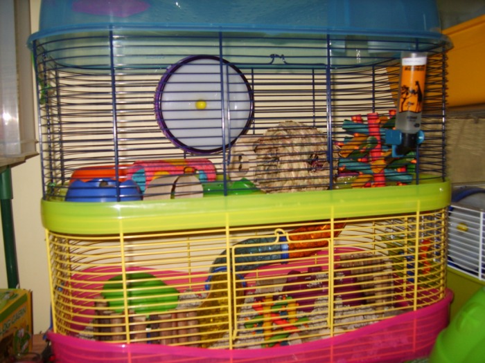 recommended cage size for syrian hamster