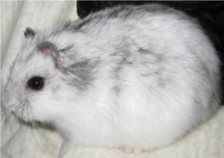 black and white dwarf hamster