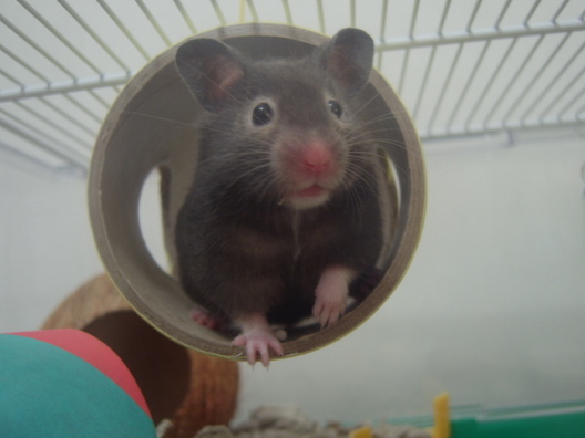 Dwarf Hamster FAQs - Harvey Hams