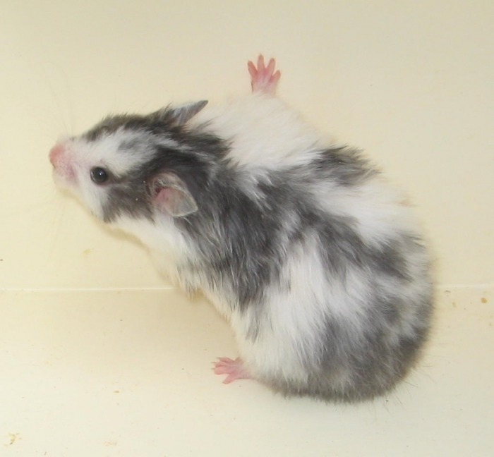 black and white syrian hamster
