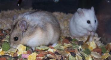 Animal Column: Russian Dwarf hamsters Didi and Billie and their
