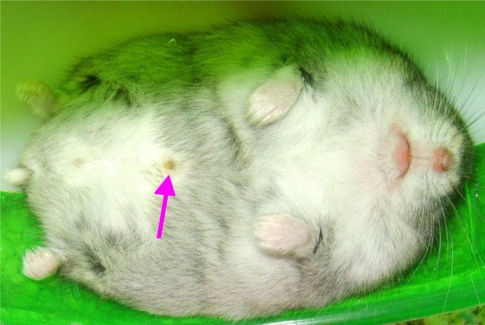 male dwarf hamster
