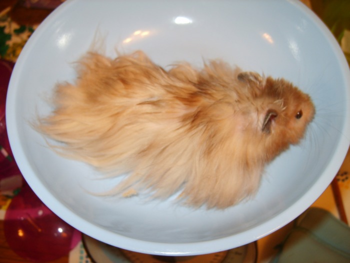 Syrian Hamster Care, Facts, Colors, Life Span - Shorthair & Longhaired