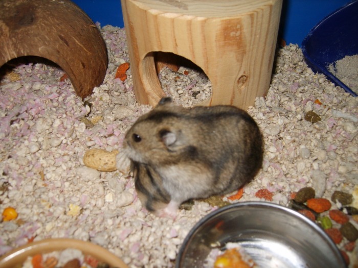 Dwarf Hamster FAQs - Harvey Hams